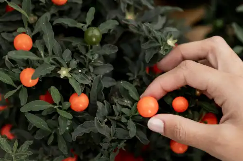 Culturi care nu necesita ingrijire intensiva